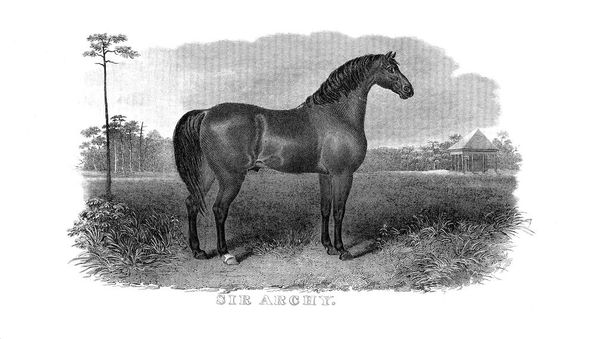 Illustratie van het paard. Retro en oude beeld - Foto, afbeelding