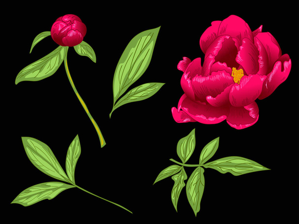 Vektori Red Peony kukka kasvitieteellinen kukka. Punainen ja vihreä kaiverrettu muste taidetta. Erillinen pioni havainnollistuselementti
. - Vektori, kuva