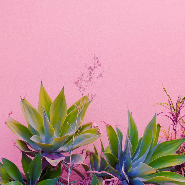Plants on pink concept. Canary green on pink wall background.  - Photo, image