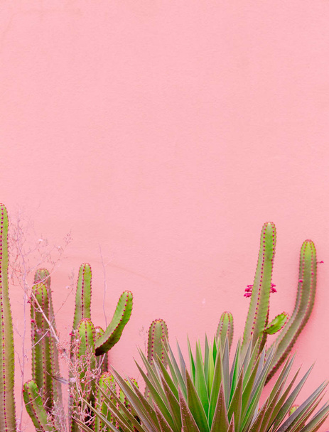 Plants on pink concept. Cactus on pink wall background. Canary i - Fotoğraf, Görsel