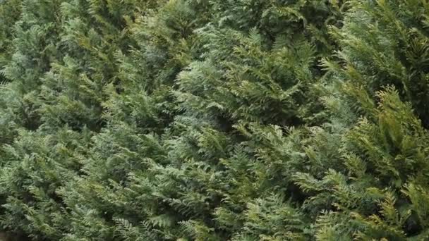 wall of decorative thuja swing in the wind - Footage, Video