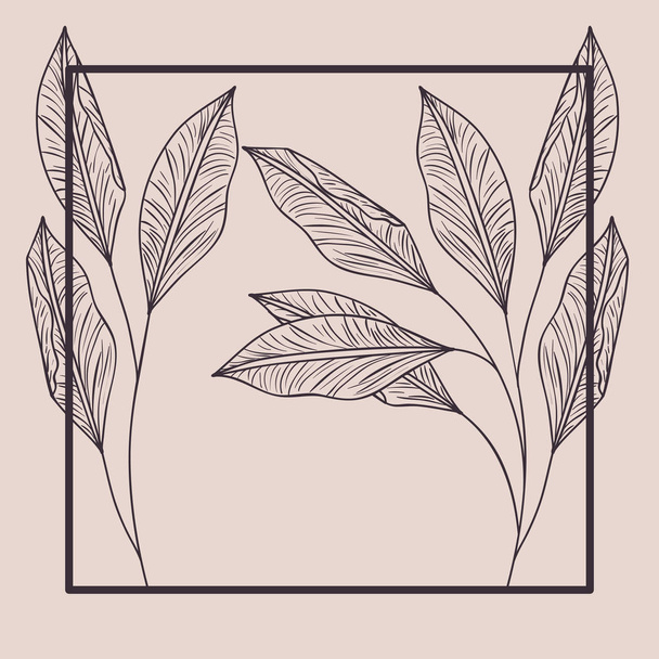 botanical plants and herbs square frame - Vector, Image
