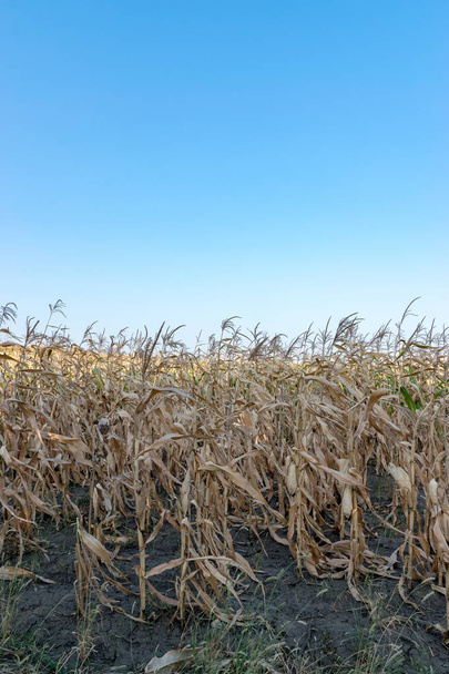 Ready to harvest corn on a sunny day with blue sky in Moldova - Photo, Image