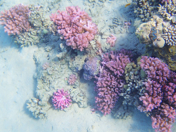 rafa koralowa w Egipcie - Zdjęcie, obraz
