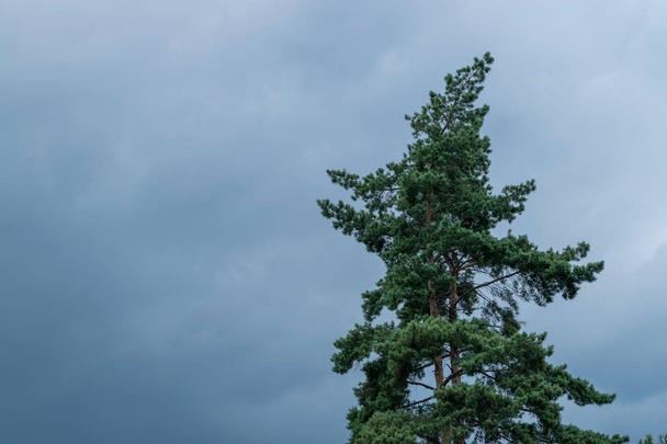 Um pinheiro verde sob um céu azul
 - Foto, Imagem