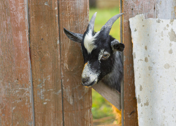 Cute goat is wondering - what are you doing here - Photo, Image