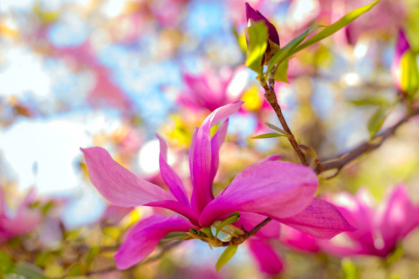 lindo color de magnolia en primavera. macro. Fondo de primavera. espacio para texto
 - Foto, imagen