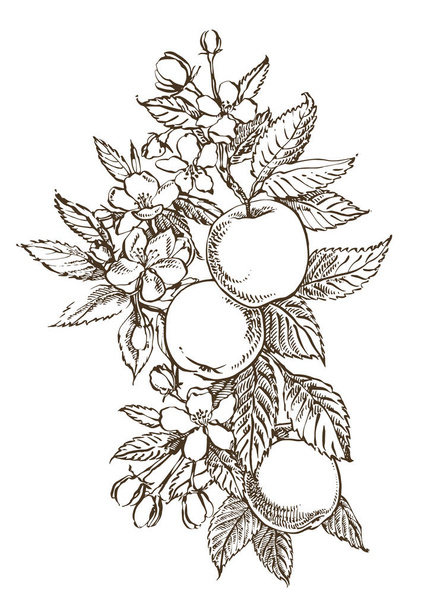Apple illustration. Hand drawn patterns with textured apple illustration. Vintage botanical hand drawn illustration. Spring flowers of apple tree. - Fotó, kép