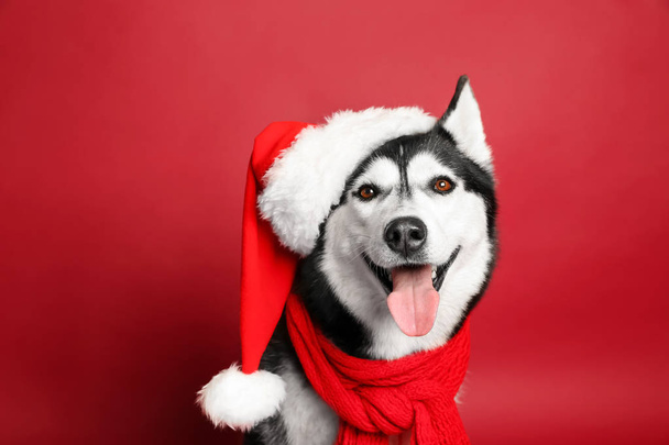 Adorable husky dog in Santa hat on color background - 写真・画像