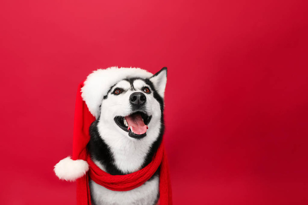 Adorable husky dog in Santa hat on color background - Fotoğraf, Görsel