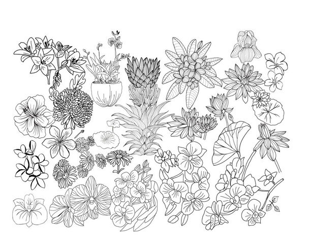 Hand drawn botacal floral design elements.  - Vetor, Imagem