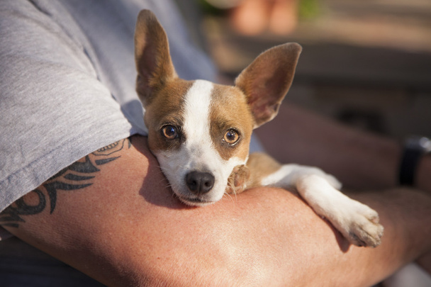 Bonito Jack Russell Terrier olhar como mestre segura ela
 - Foto, Imagem