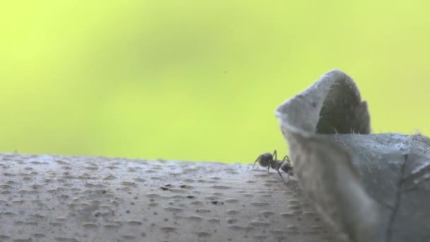 Portrét makro velký mravenec na suchý strom na slunci s pozadím zelené přírody. - Záběry, video