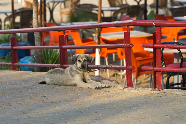 Animaux / Un petit chien en promenade
 - Photo, image