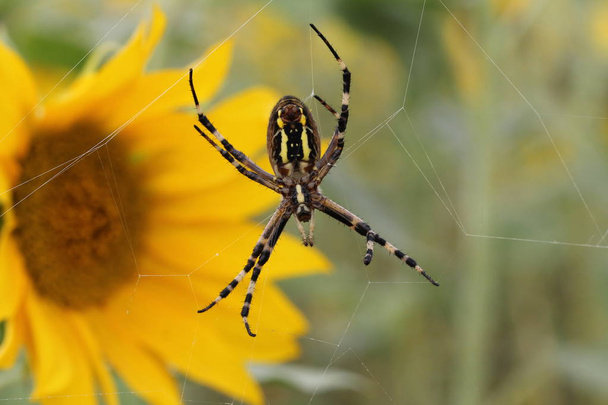 Argiope bruennichi / Web üzerinde Wasp örümcek. Close. - Fotoğraf, Görsel