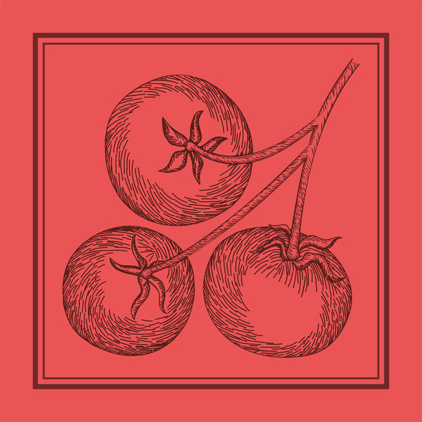 pomidor roślina włoskie jedzenie rysowane - Wektor, obraz
