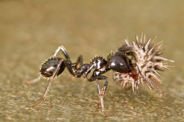 Työntekijöiden muurahaiset
 - Valokuva, kuva