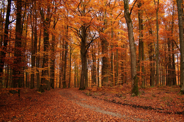 Foresta autunnale / Strada forestale autunnale con foglie d'oro - paesaggio. Foresta strada di autunno con foglie gialle
. - Foto, immagini