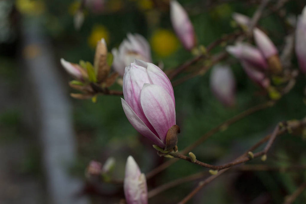 Blooming tree with pink magnolia flowers  - Photo, Image