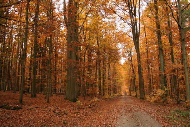 Őszi erdő / őszi forest road, arany levelekkel - táj. Sárga levelek őszi út. - Fotó, kép