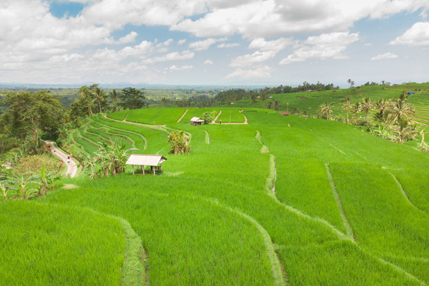 Jatiluwih ρύζι βεράντες και φυτεία στο Μπαλί της Ινδονησίας, με φοίνικες και μονοπάτια. - Φωτογραφία, εικόνα