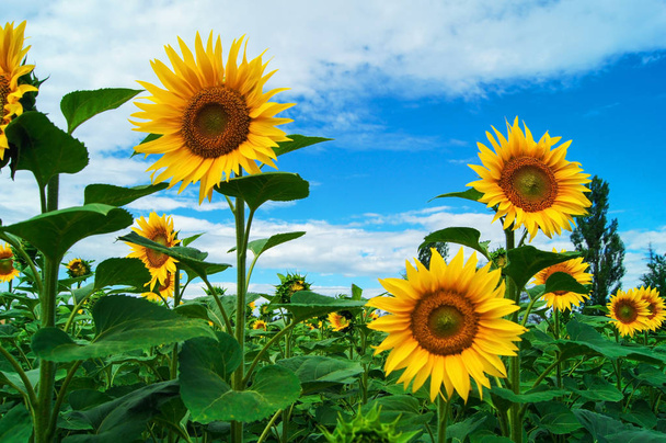Kolorowe i Słonecznikowe pole podczas kwitnienia - Zdjęcie, obraz