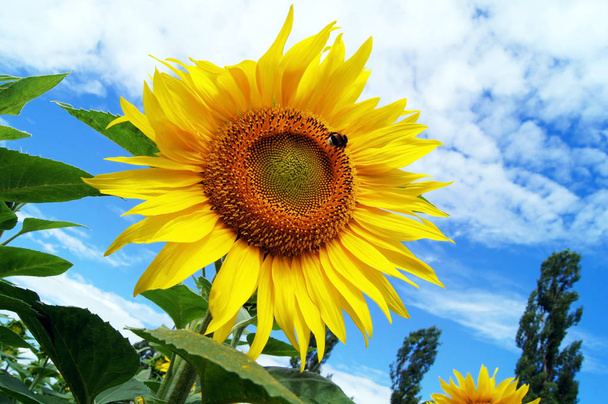 piękne słoneczniki przeciw błękitne niebo - Zdjęcie, obraz
