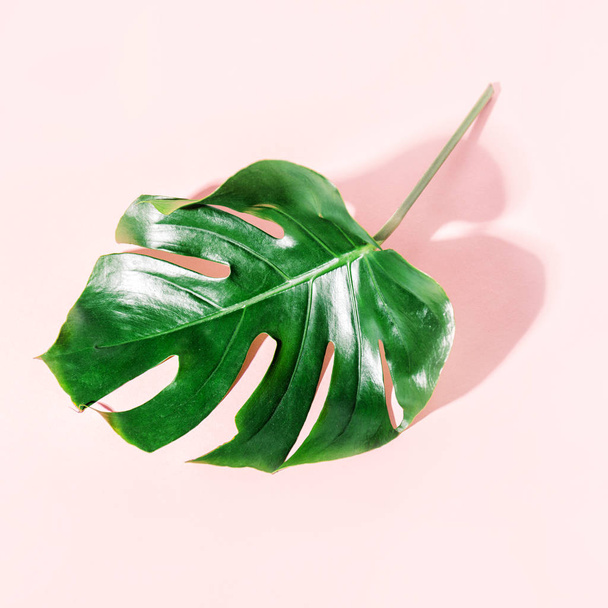 Monstera green leaf on pink - Фото, изображение