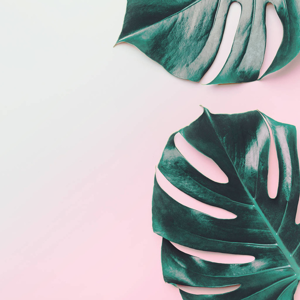 Summer tropical background with monstera leaves and duo color neon. Square.  - 写真・画像
