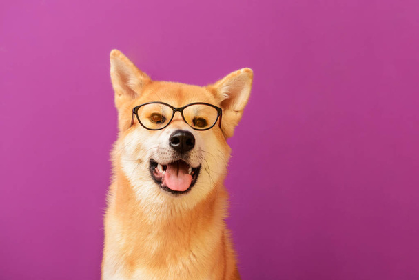 Renk arka plan üzerinde gözlüklü şirin Akita Inu köpek - Fotoğraf, Görsel