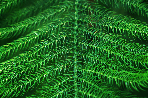 Variety of green fern, close up - 写真・画像