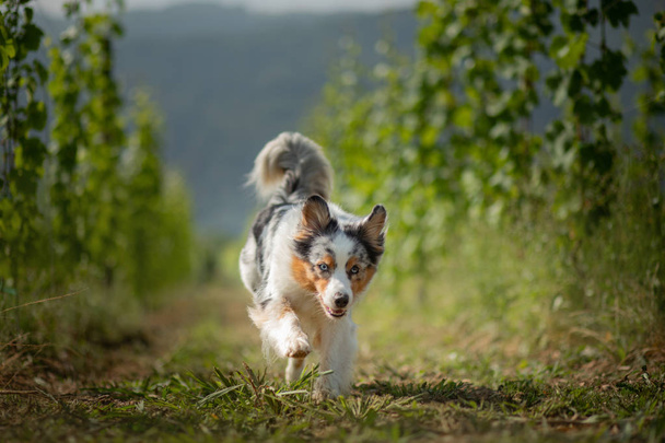 自然の中のオーストラリアン シェパード。ブドウ園の犬。ペット, 健康的なライフ スタイル、旅行, - 写真・画像