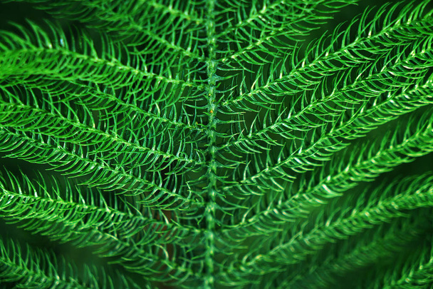 Variety of green fern, close up - Photo, Image