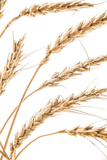 golden reap ears of wheat isolated on white background.  - Photo, Image