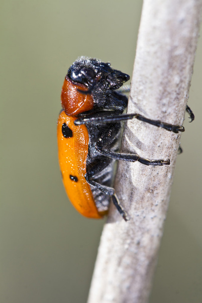 Yaprak böceği (Lachnaia paradoxa) - Fotoğraf, Görsel