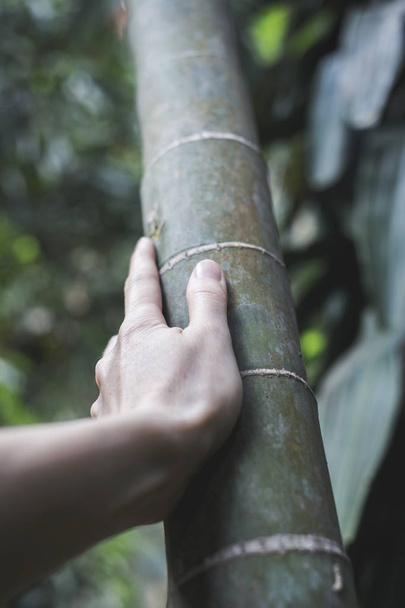 mano de mujer sobre un tronco de bambú
 - Foto, Imagen