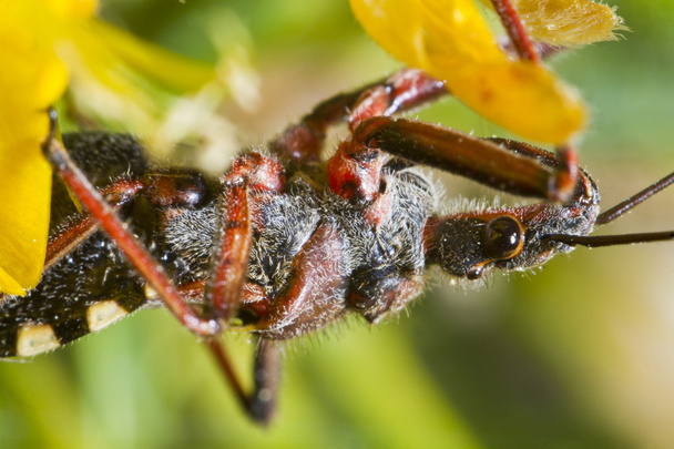 Bug assassin (Rhynocoris cuspidatus)
) - Photo, image
