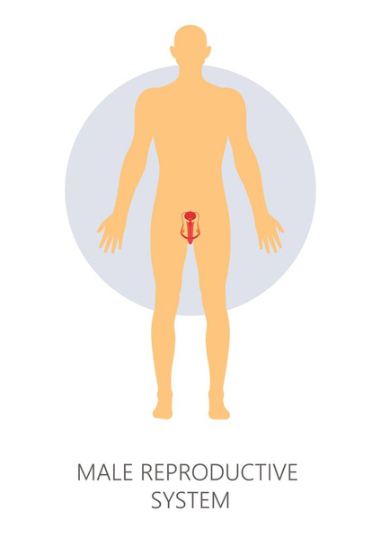 Ανδρικό αναπαραγωγικό σύστημα απομονωμένος άνθρωπος ανατομία στα γεννητικά όργανα - Διάνυσμα, εικόνα