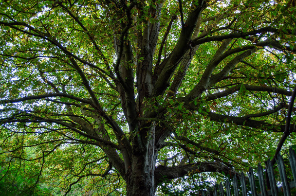duże drzewo z dużymi gałęziami jesienią w parku - Zdjęcie, obraz