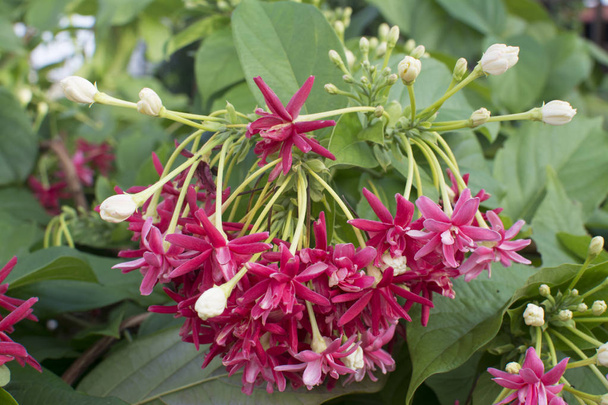Rangoon creeper flower plant - Photo, Image