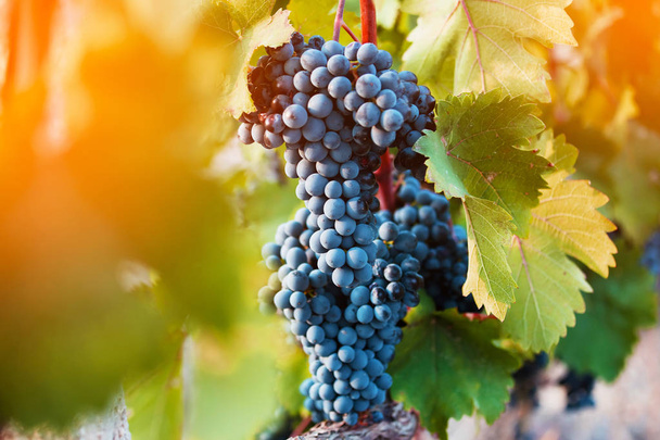 Bunch of ripe grapes - Foto, afbeelding