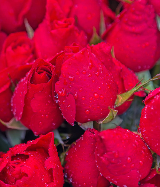 su damla çiçek buket kırmızı gül çiçekçi dükkanı - Fotoğraf, Görsel
