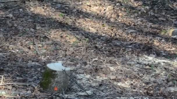 вид на зрізаний пень, щоб розрізати колоди, складені в купі в лісі
 - Кадри, відео