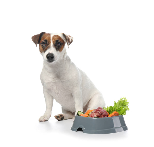 Söpö hauska koira ja kulho terveellistä ruokaa valkoisella taustalla
 - Valokuva, kuva