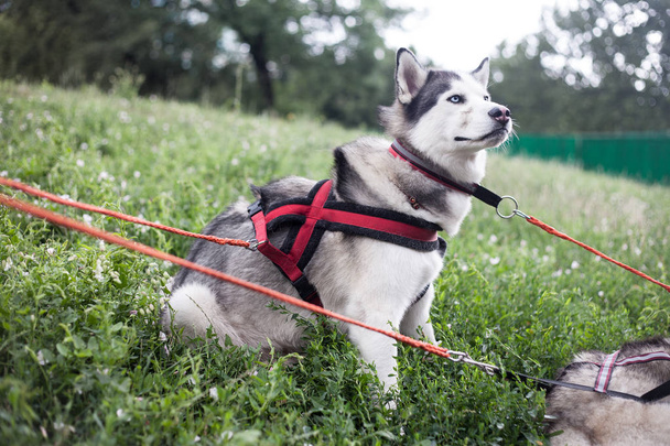 Siberian husky wearing harness and collar. Dog after bikejoring run training session. - Photo, Image
