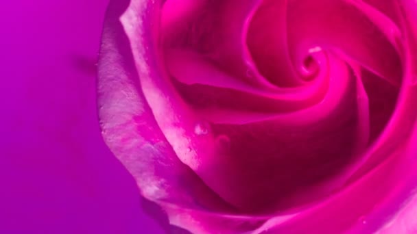 Bovenaanzicht van een mooie roos in het verspreiden van verf. Close-up - Video