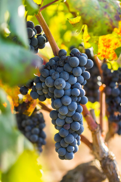 Zralé fialové hrozny s listy v přirozeném stavu, vinice Puglia z Primitivo roste v jižní Itálii, zejména Salento - Fotografie, Obrázek
