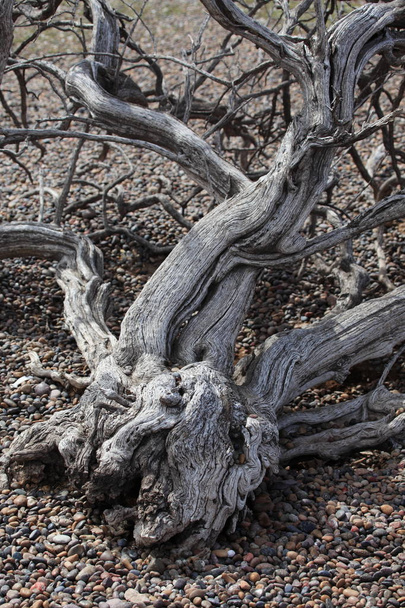 Pflanzen und Sträucher in Patagonien - Foto, Bild