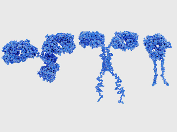 Т-клеточные рецепторы похожи на одну руку антитела. Как и антитела, они состоят из двух цепей. Место связывания находится на кончике молекулы
,  - Фото, изображение