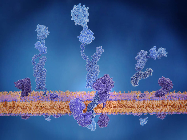 Το amyloid διασπιέται η πρωτεΐνη (App) είναι σχισμένα από γάμμα και βήτα σεκρετάσης και τη ρύθμιση του βήτα αμυλοειδούς πεπτιδίου δωρεάν. Η εφαρμογή είναι μια σύνθετη πρωτεΐνη με πολλές λειτουργίες. Βρίσκεται στην επιφάνεια των κυττάρων σε όλο το σώμα.  - Φωτογραφία, εικόνα